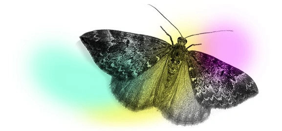 papillon-couleurs-3.jpeg
